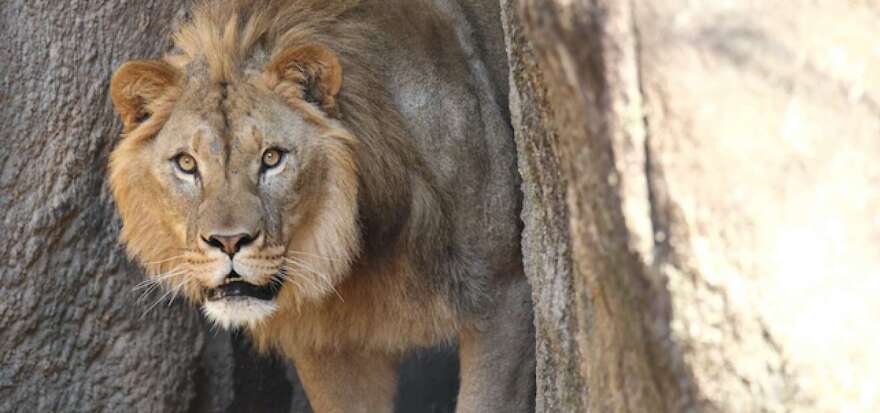 Lion★在庫確認コメント後の購入のみ Last lion at North Carolina Zoo gets a companion | 88.5 WFDD